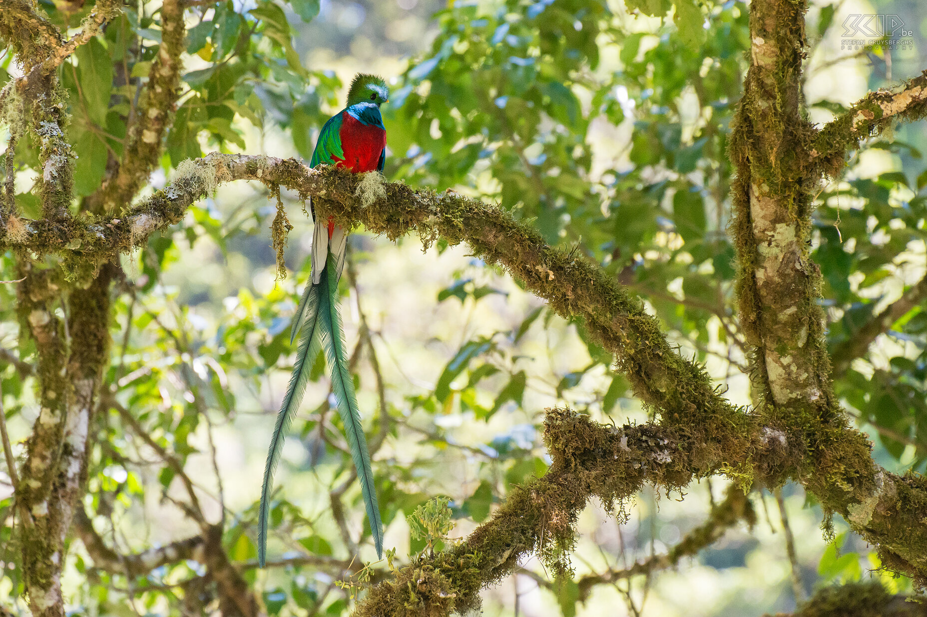 San Gerardo de Dota - Quetzal De quetzal (pharomachrus mocinno) is een vogel uit de trogon familie die leeft in het nevelwoud van Costa Rica. Deze fel gekleurde vogel wordt algemeen beschouwd als de mooiste vogel van Midden-Amerika en deze soort speelde ook een belangrijke rol in Meso-Amerikaanse mythologieën. De quetzal is groen/blauw-violet met een rode borst en een zeer lange staart met één of twee veren. Het mannetje heeft een helm-achtige kuif. We trokken naar San Gerardo de Dota om deze fantastische vogel te spotten en samen met een ervaren natuurgids ontdekten we 6 quetzals. Stefan Cruysberghs